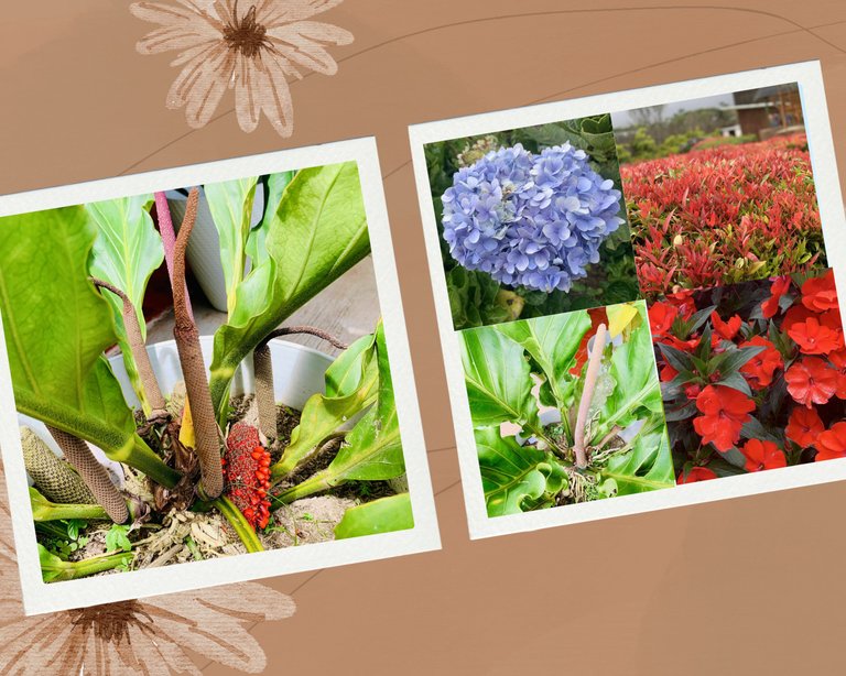 Brown Watercolor Flower Family Photo Collage (4).jpg