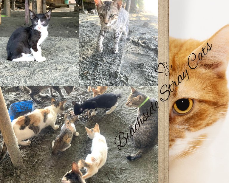 Paws in the Sand: Beachside Stray Cats Seeking Kindness