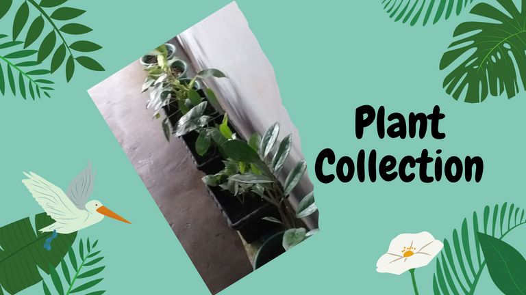 Plant Collection.png