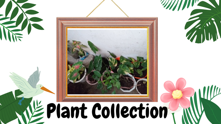 Plant Collection(1).png