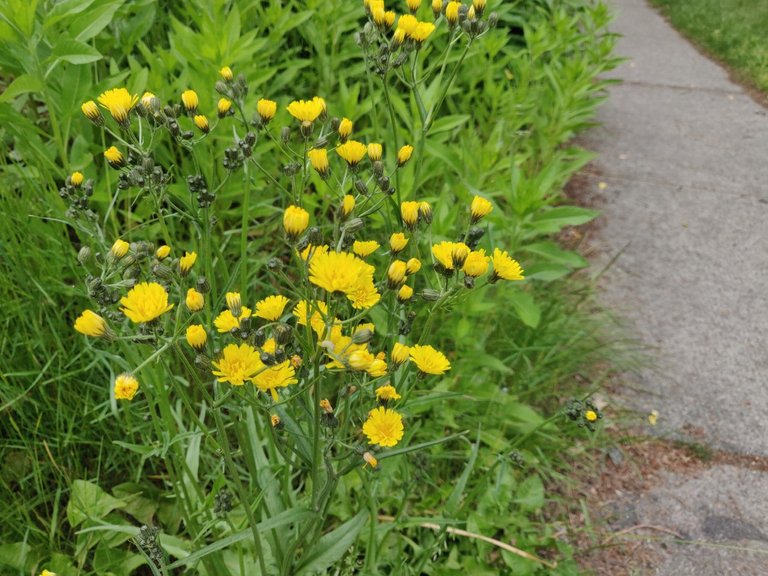 yellow flowes.jpg