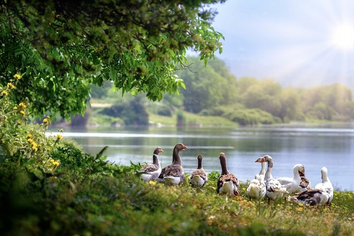 wild-geese-3379677__480.jpg