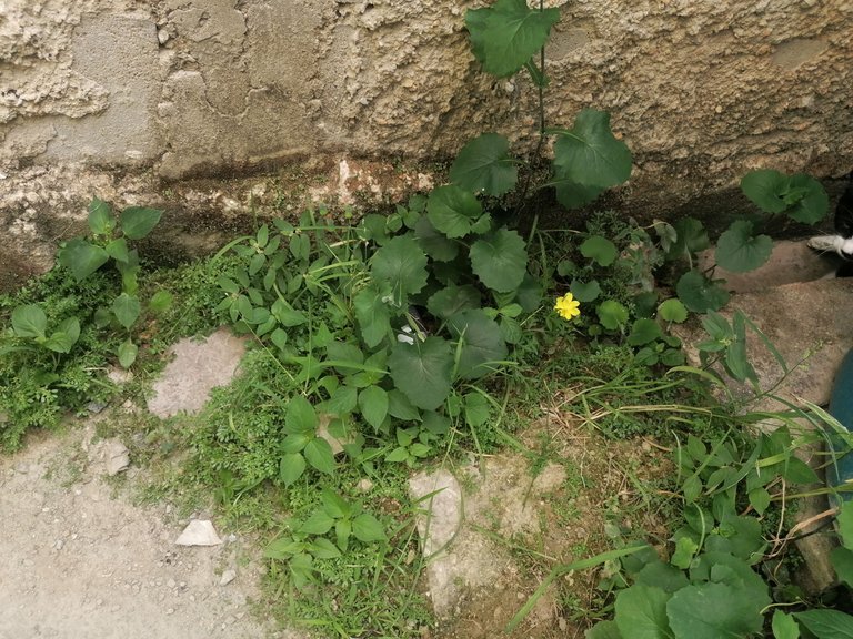IMG_20250618_094228.jpg