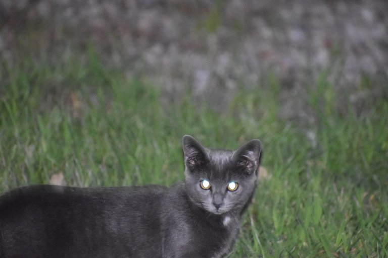 DSC_0008.JPG