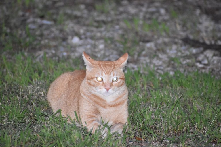 DSC_0007.JPG