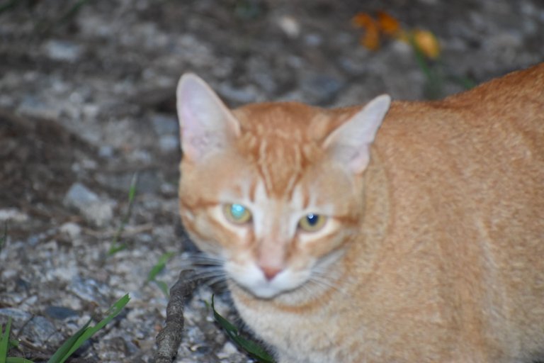 DSC_0003.JPG