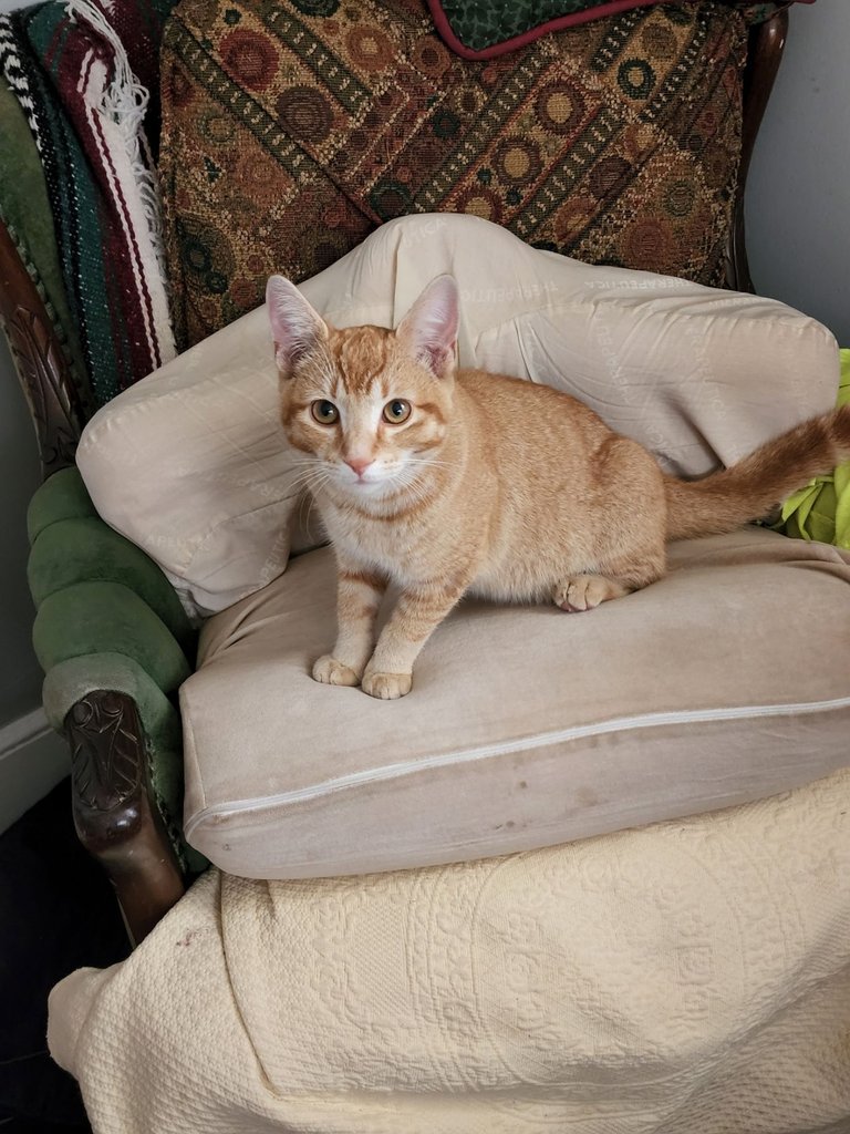 Tom in my chair.jpg