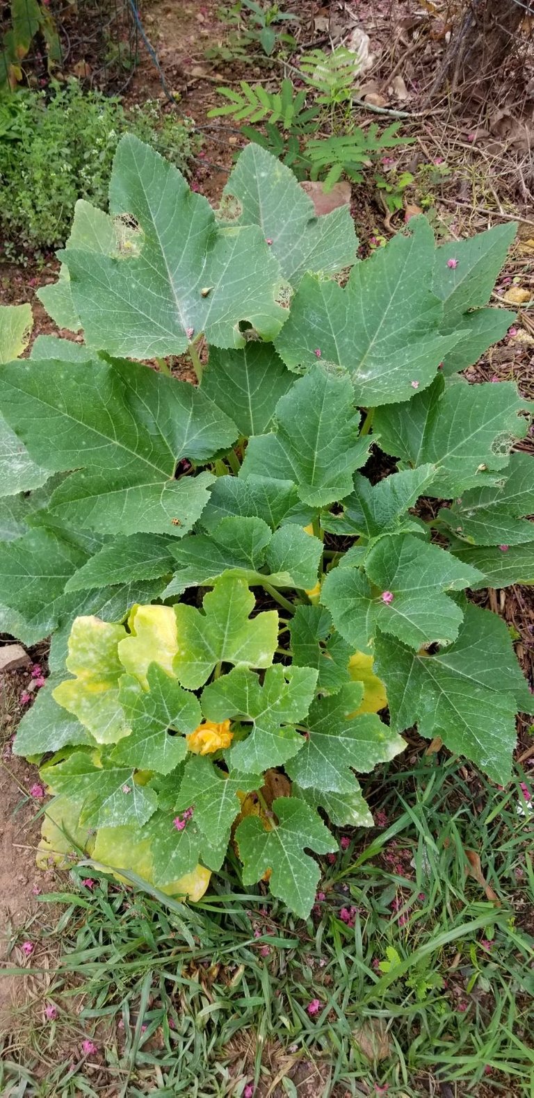 Happy Squash plant.jpg