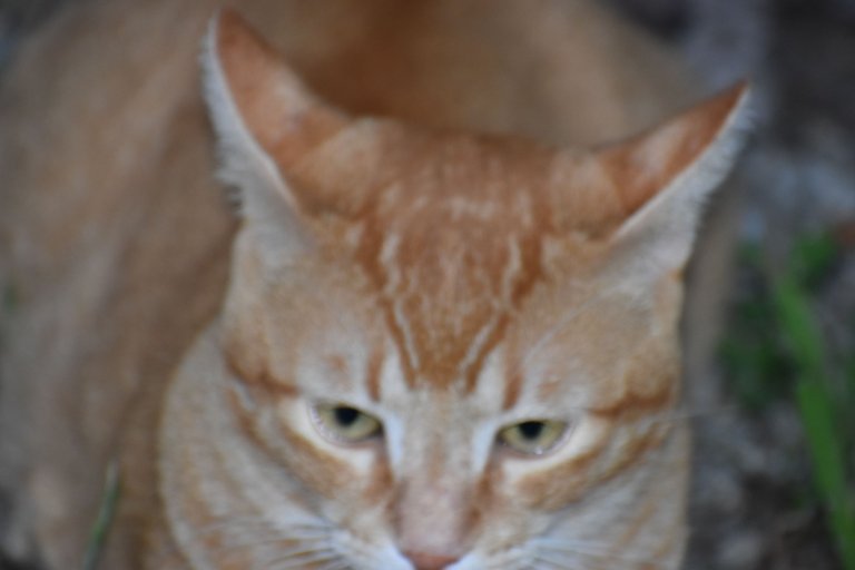 DSC_0005.JPG