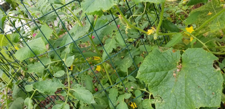 Cuke invading the tomatoes.jpg