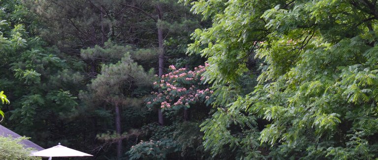 DSC_0012.JPG