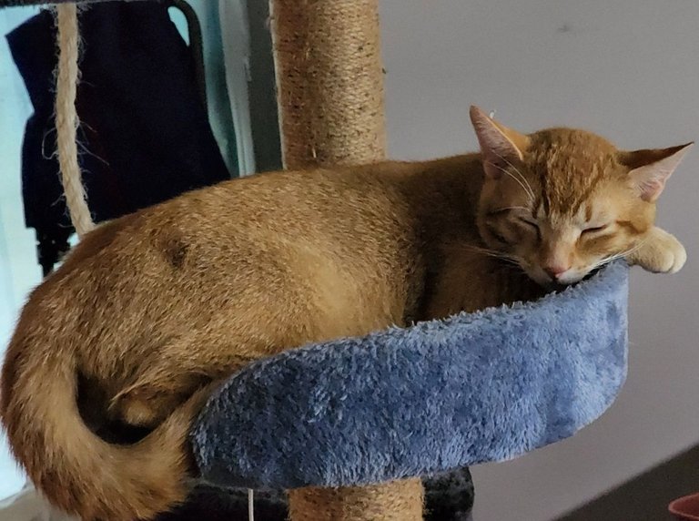 Cat contentment.jpg