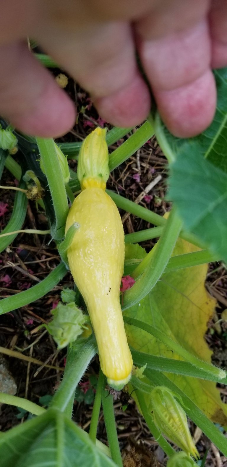 Current healthy baby squash.jpg