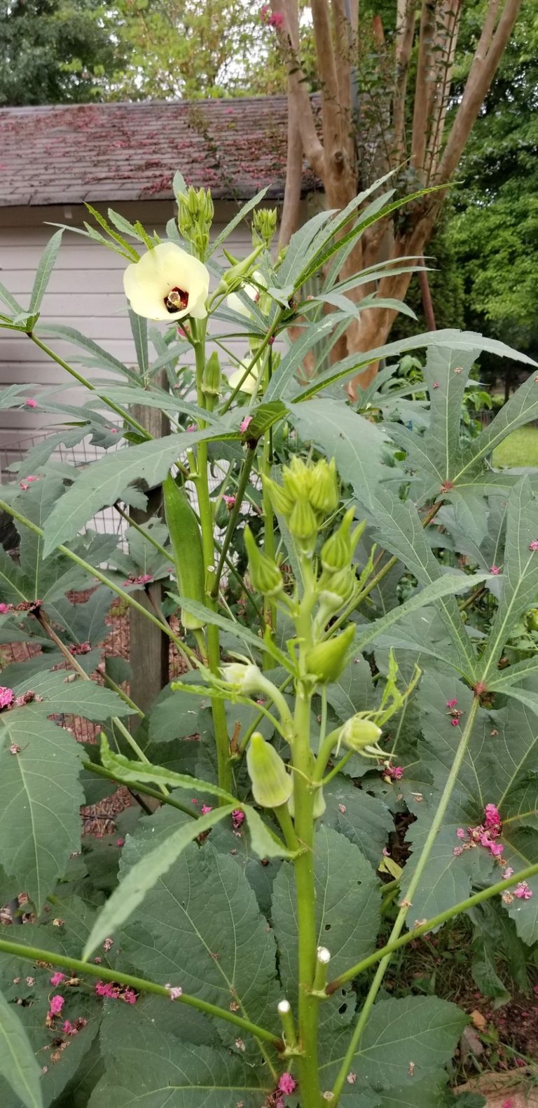 Bountyful Okra.jpg