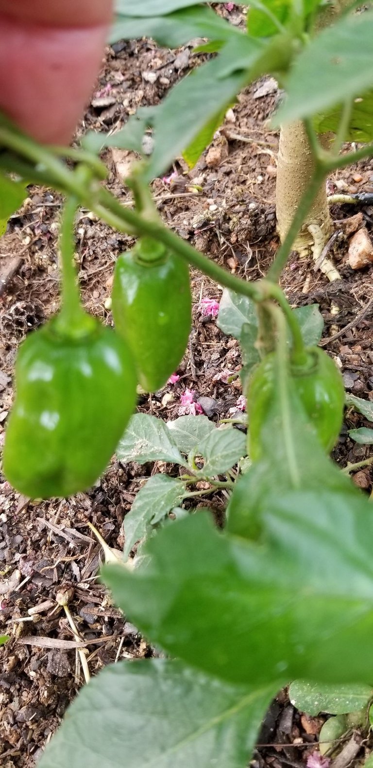 Habanero 2.jpg