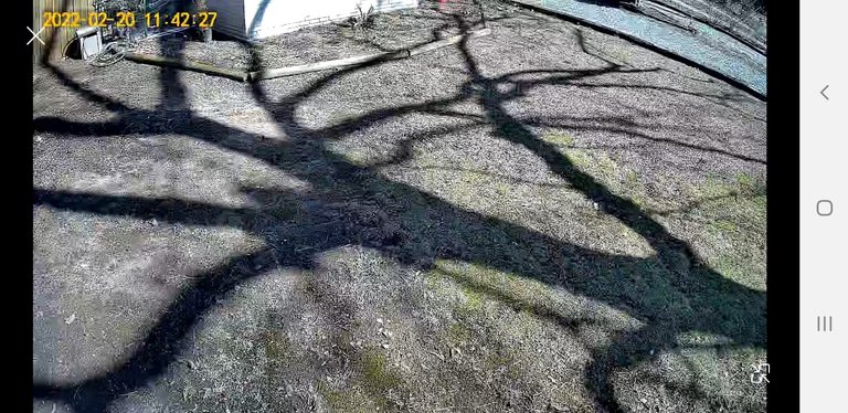 front yard shadow2.jpg