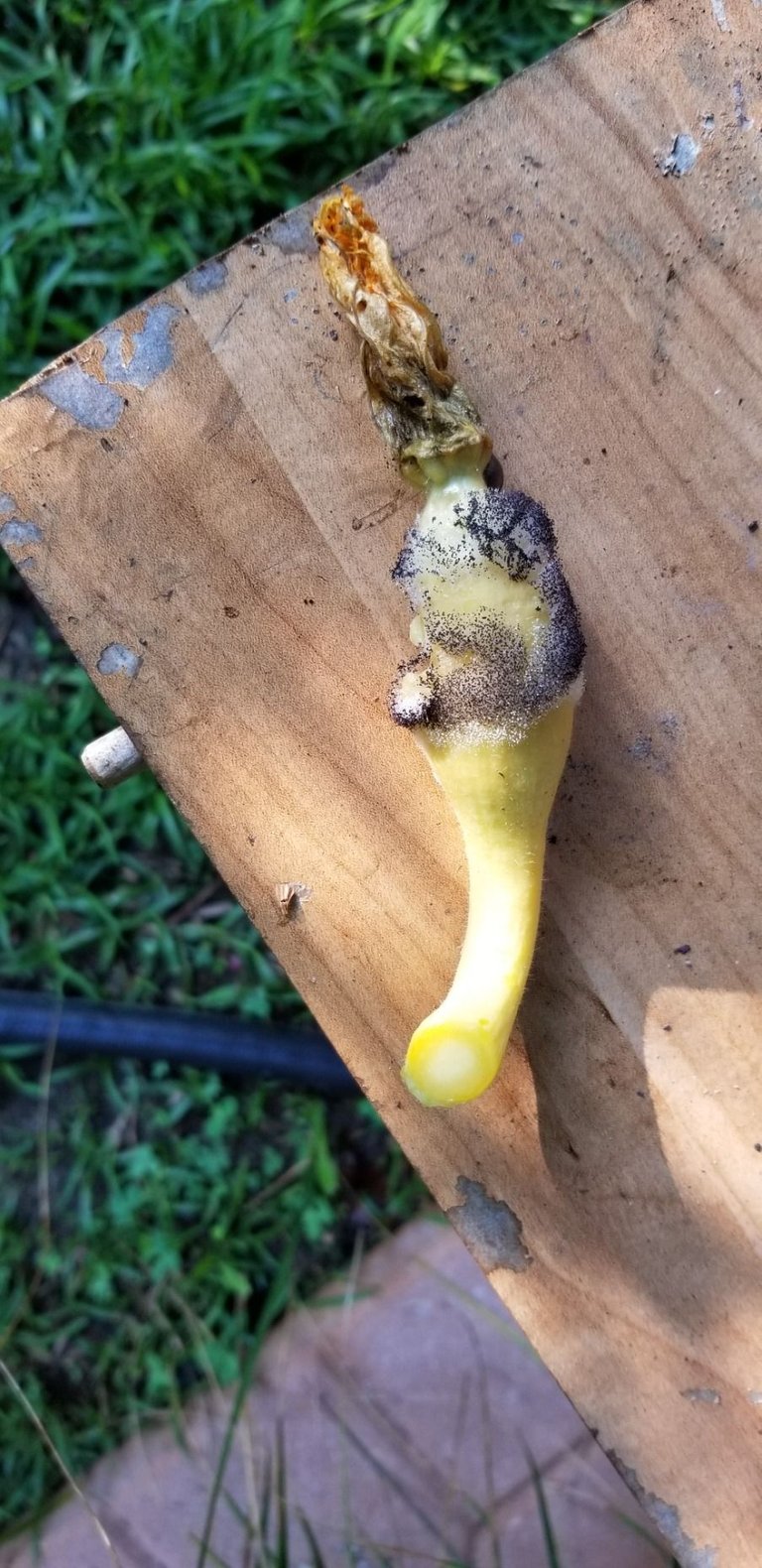 Rotten squash.jpg