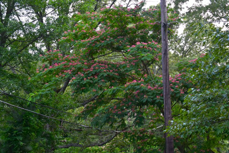 DSC_0009.JPG