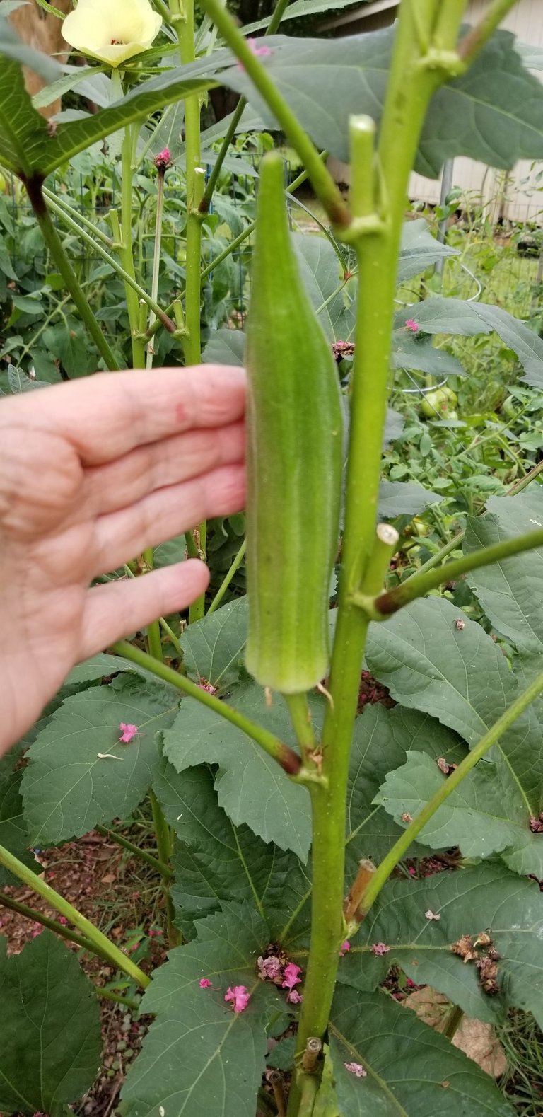 Okra seed pod.jpg