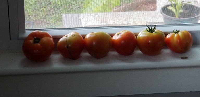 Last month harvest from the older mater plant 1.jpg