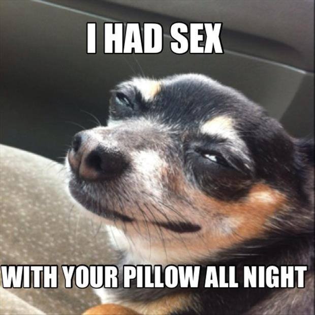 I had sex with your pillow.jpg