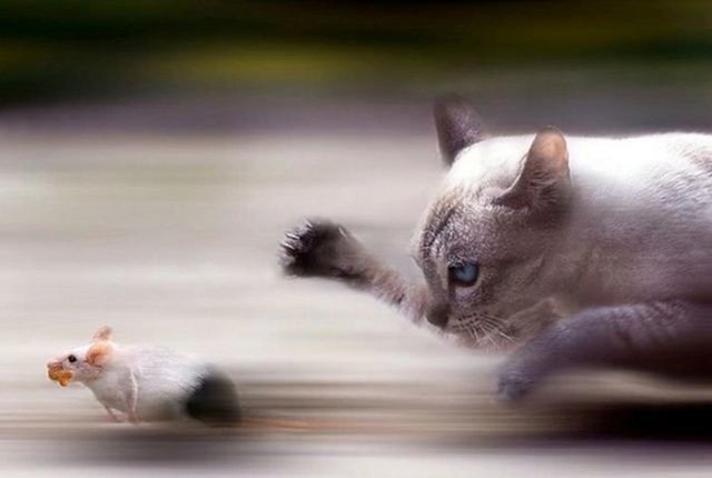 Tom and Jerry.jpg