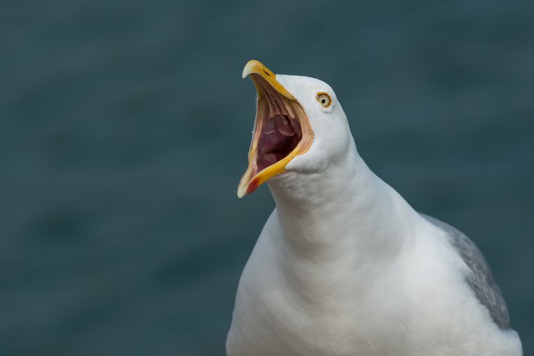 gull-2166711_1920.jpg