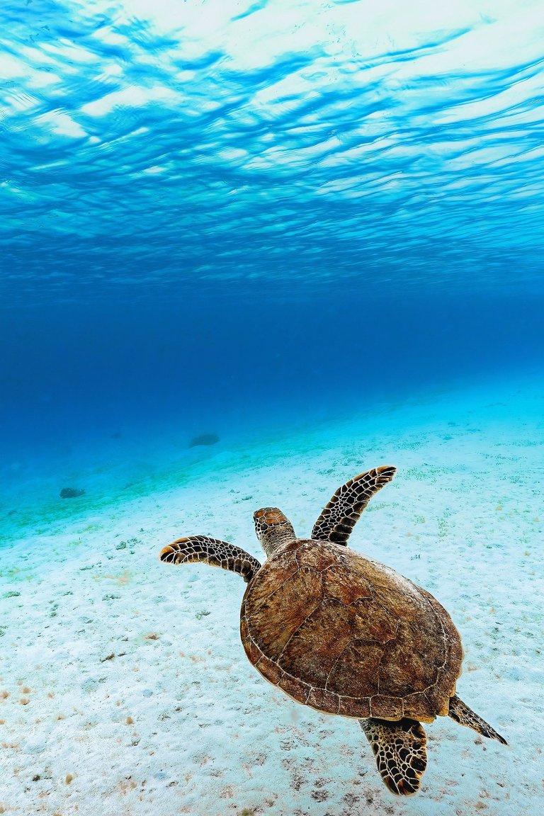 green-sea-turtle-8199770_1920.jpg