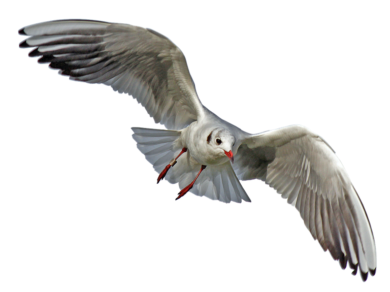 seagull-2693363_1280.png