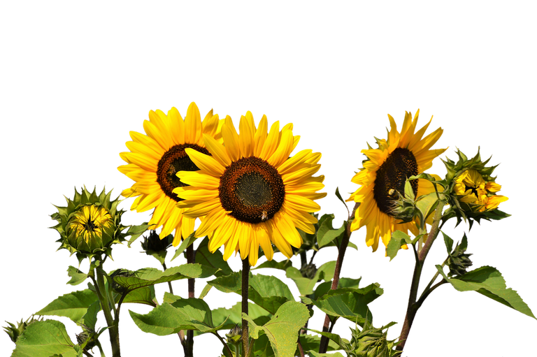 sunflower2914972_1280.png