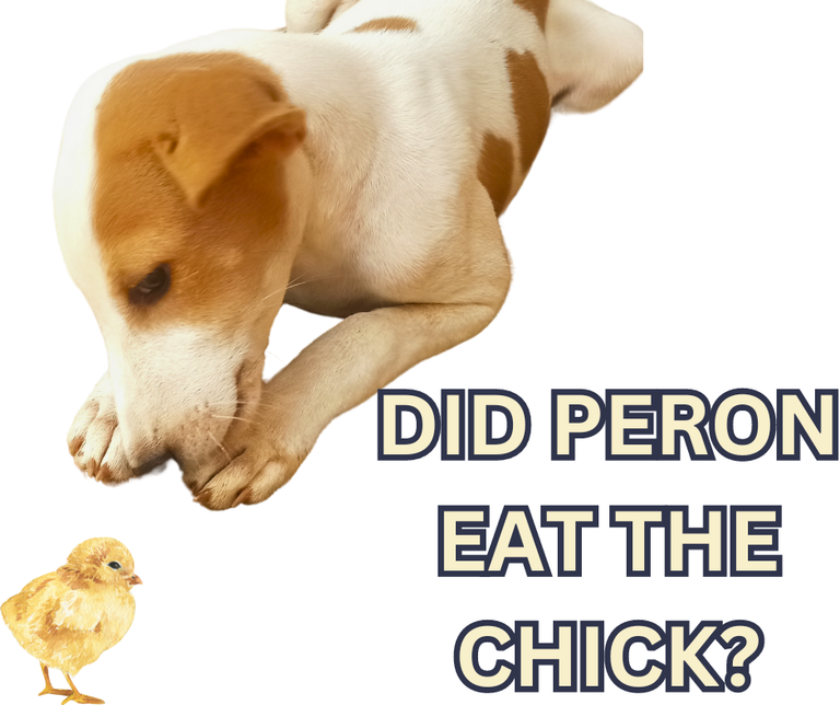 DID PERON EAT THE CHICK.png