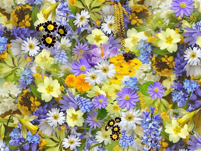 springflowers110671_640.jpg