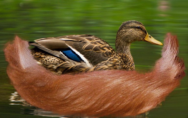patos-1024x682.jpg