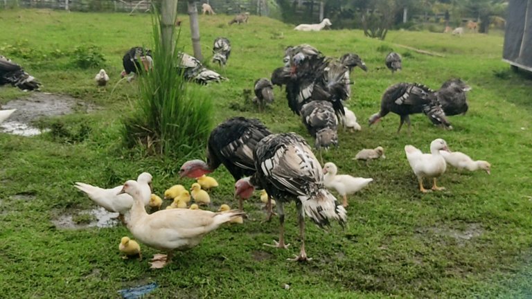 ducks-and-turkey.jpg