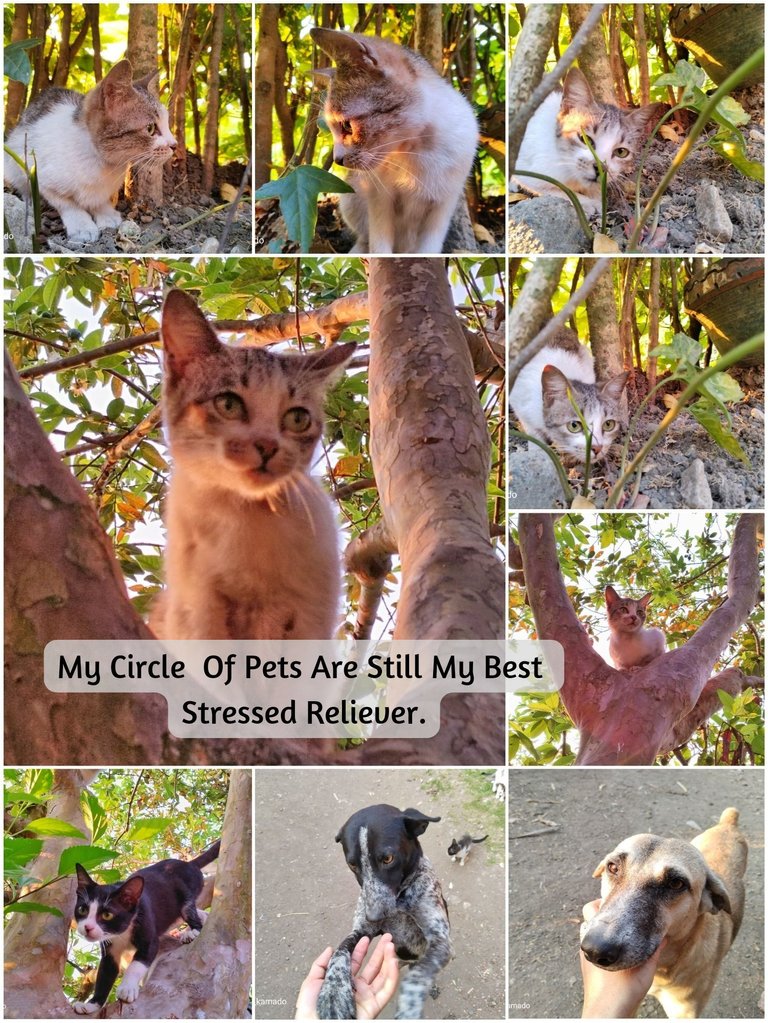 My Circle Of Pets Are Still My Best Stressed Reliever._20240610_210349_0000.png