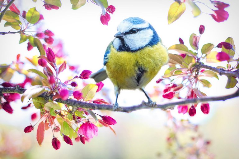 spring-bird-2295434_1920.jpg