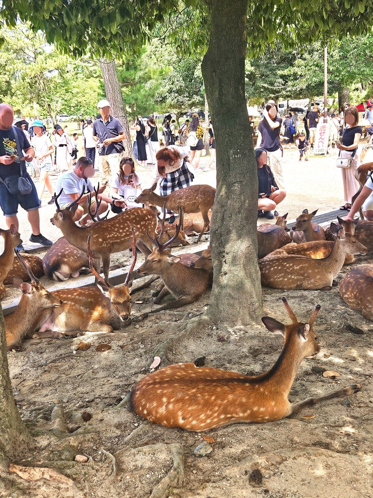 narapark23.jpg