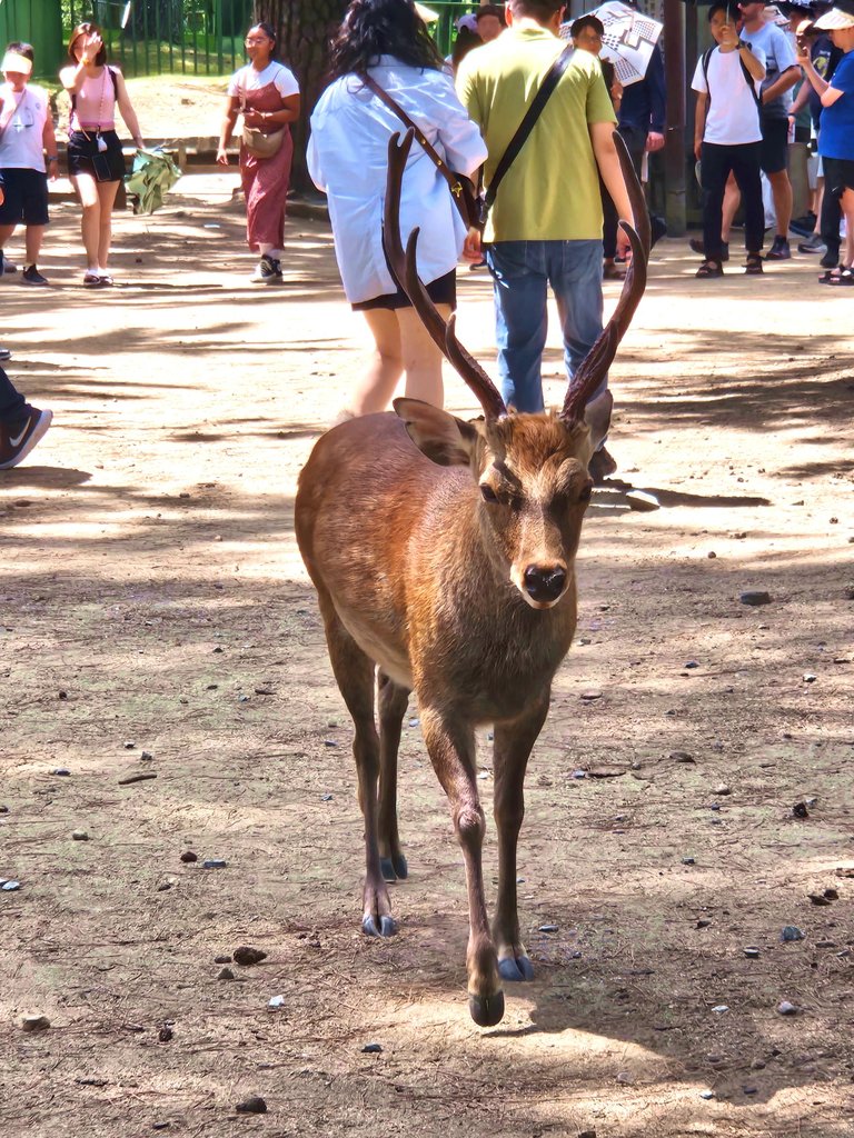 narapark111.png