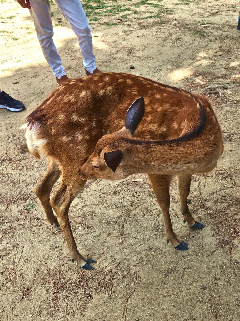 narapark121.jpg