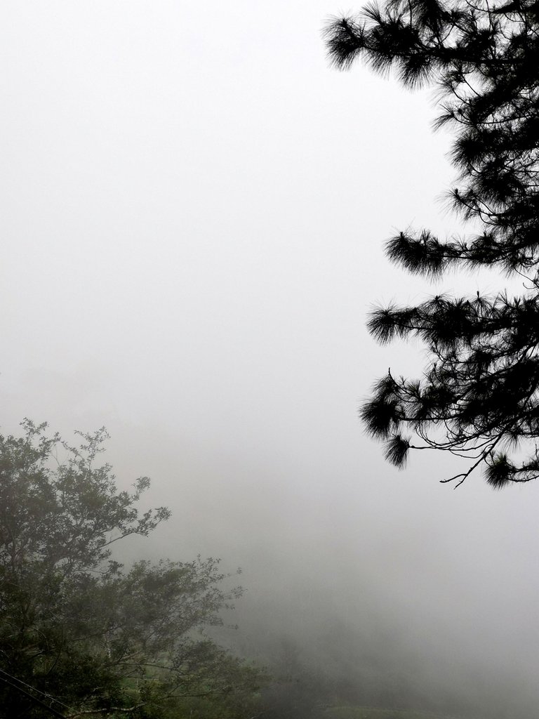 fog6.jpg