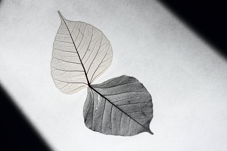 leaf-skeleton-2048x1365.jpg
