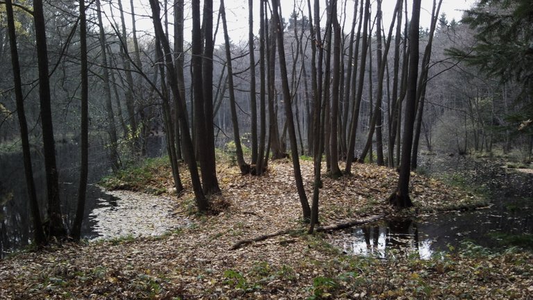 Tvrziště Hluboká na ostrůvkunyní polostrov.jpg