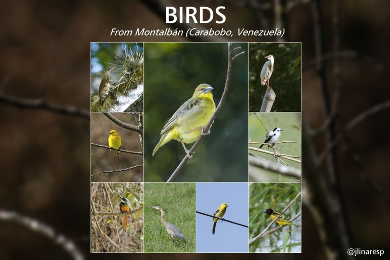 BIRDS - From Montalbán (Carabobo, Venezuela) || ENG-ESP