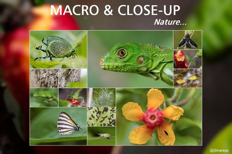MACRO & CLOSE-UP "NATURE" || ENG-ESP || (15 Pics)