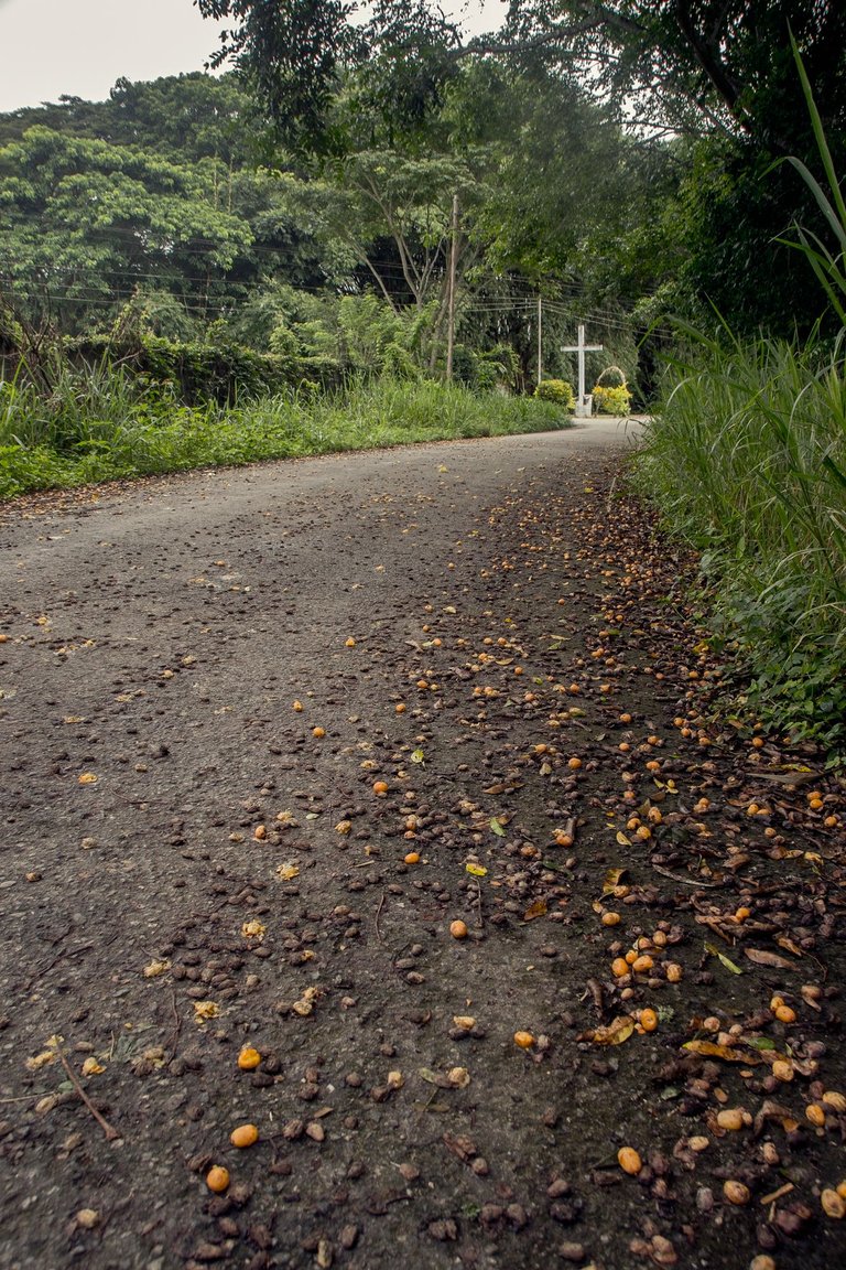 C20.jpg
