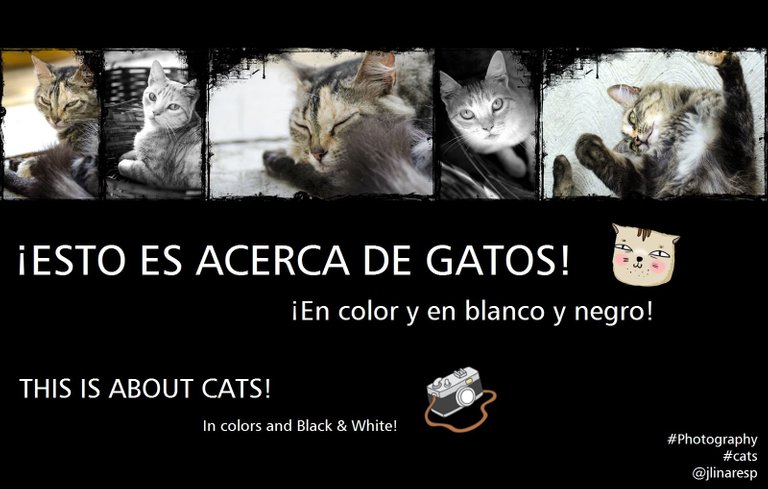cats.jpg