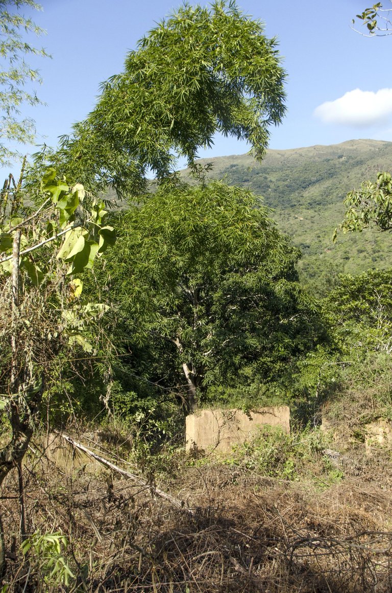 _JLP2530.jpg