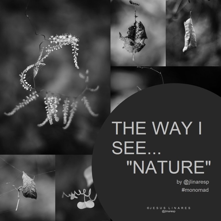 THE WAY I SEE... "NATURE"  - MONOMAD - B&W photography from Montalbán, Carabobo, Venezuela || ENG-ESP || (12 Pics)