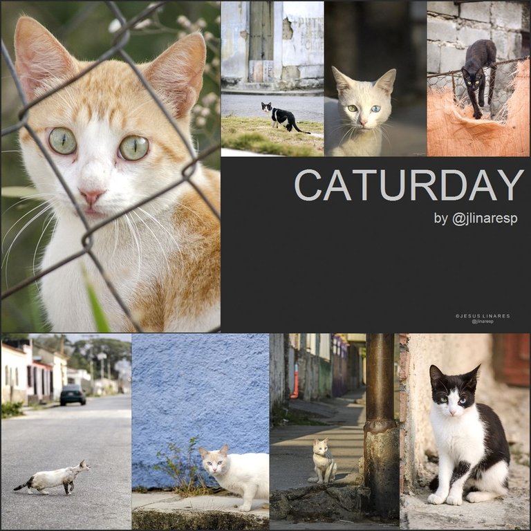 CATURDAY - WITH STREET CATS!  😻 😹 😼 😿 🙀 😽 