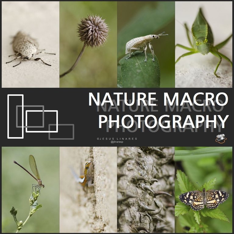 NATURE MACRO PHOTOGRAPHY